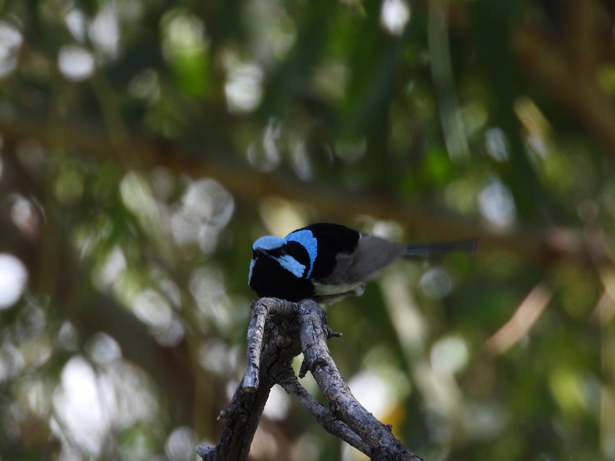 Superb Fairywren - ML612860646