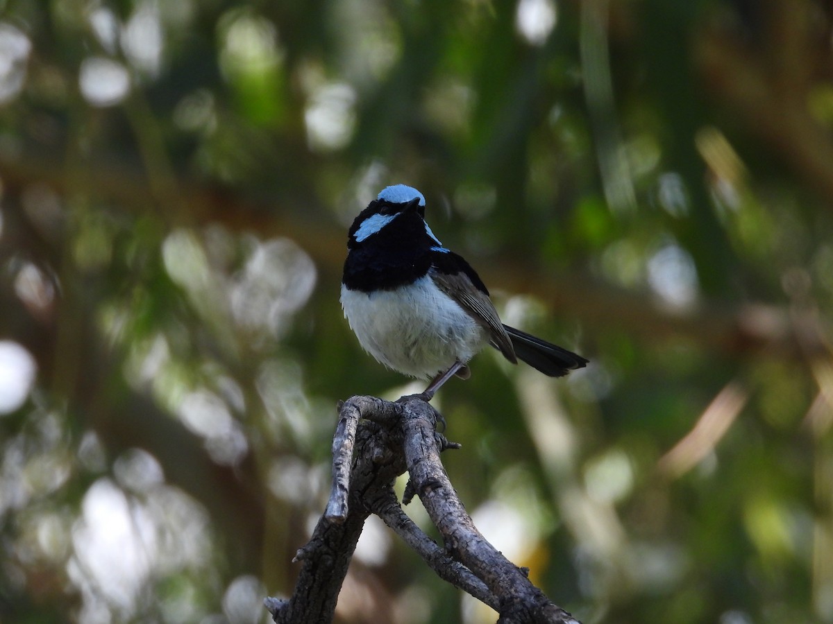 Superb Fairywren - ML612860647