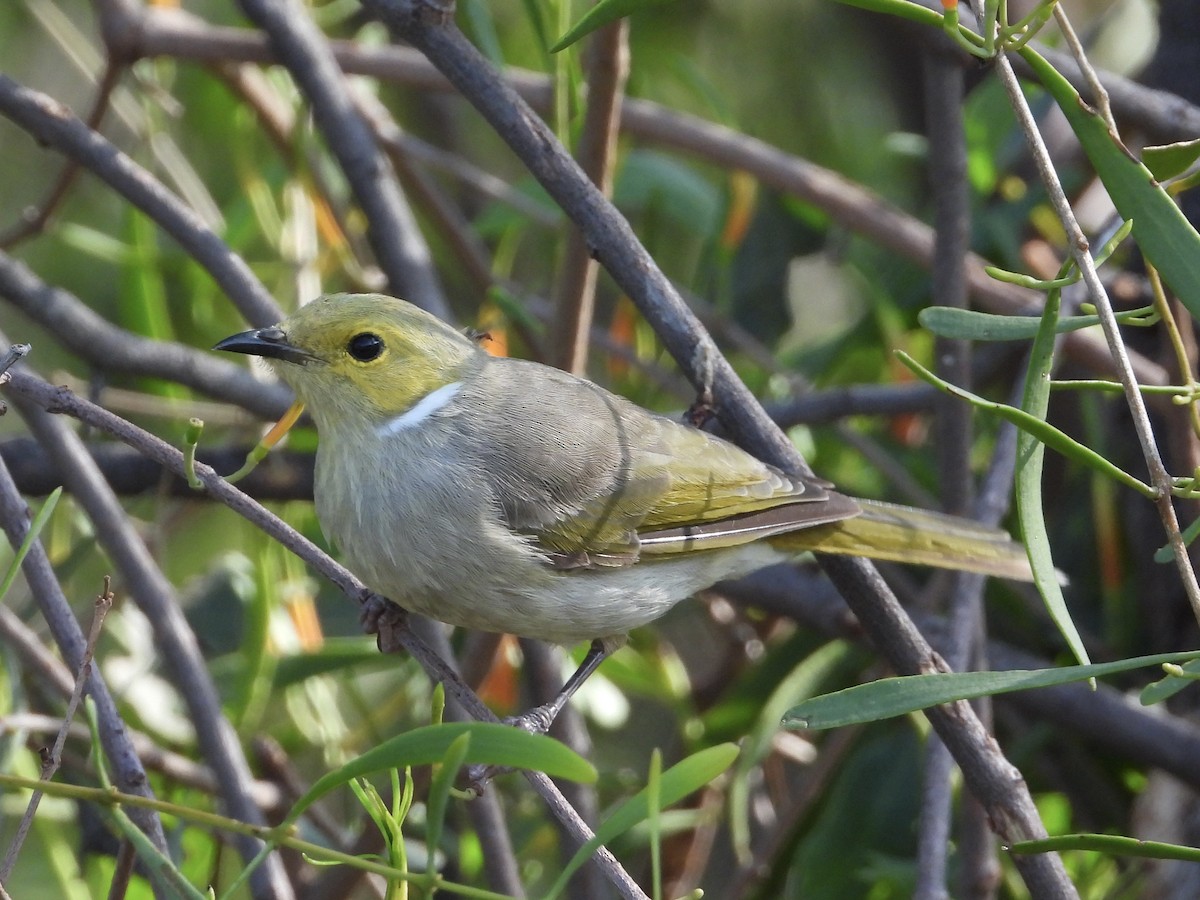 White-plumed Honeyeater - ML612860656