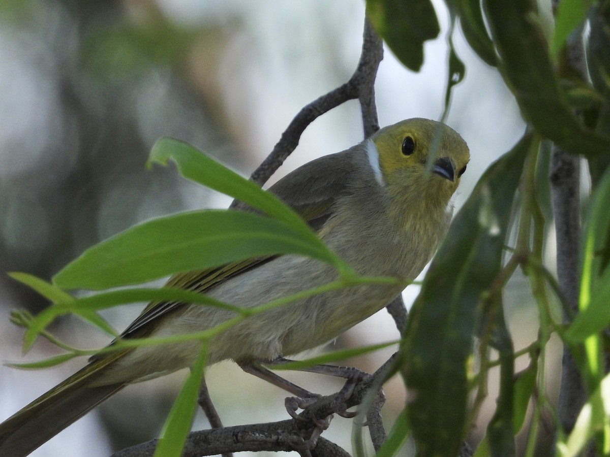 White-plumed Honeyeater - ML612860658