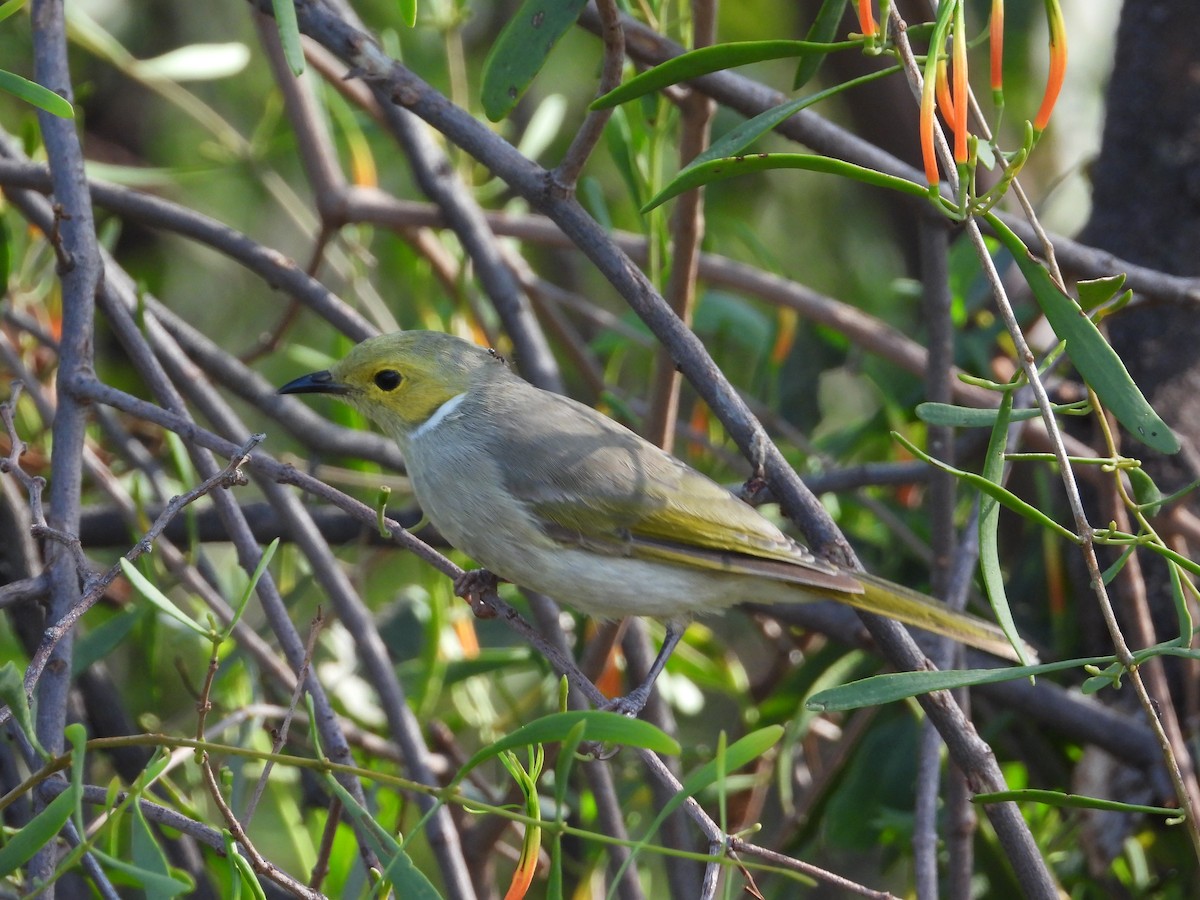 White-plumed Honeyeater - ML612860660