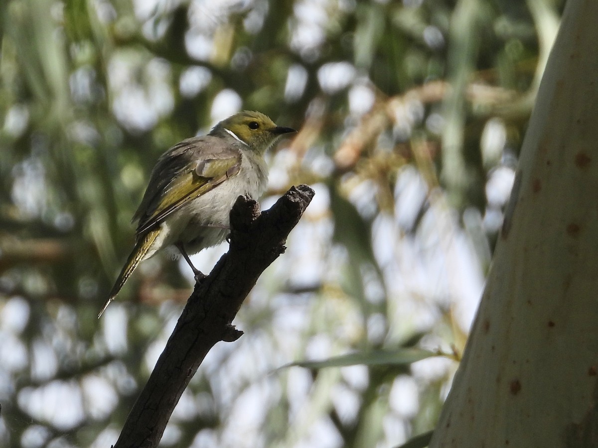 White-plumed Honeyeater - ML612860662