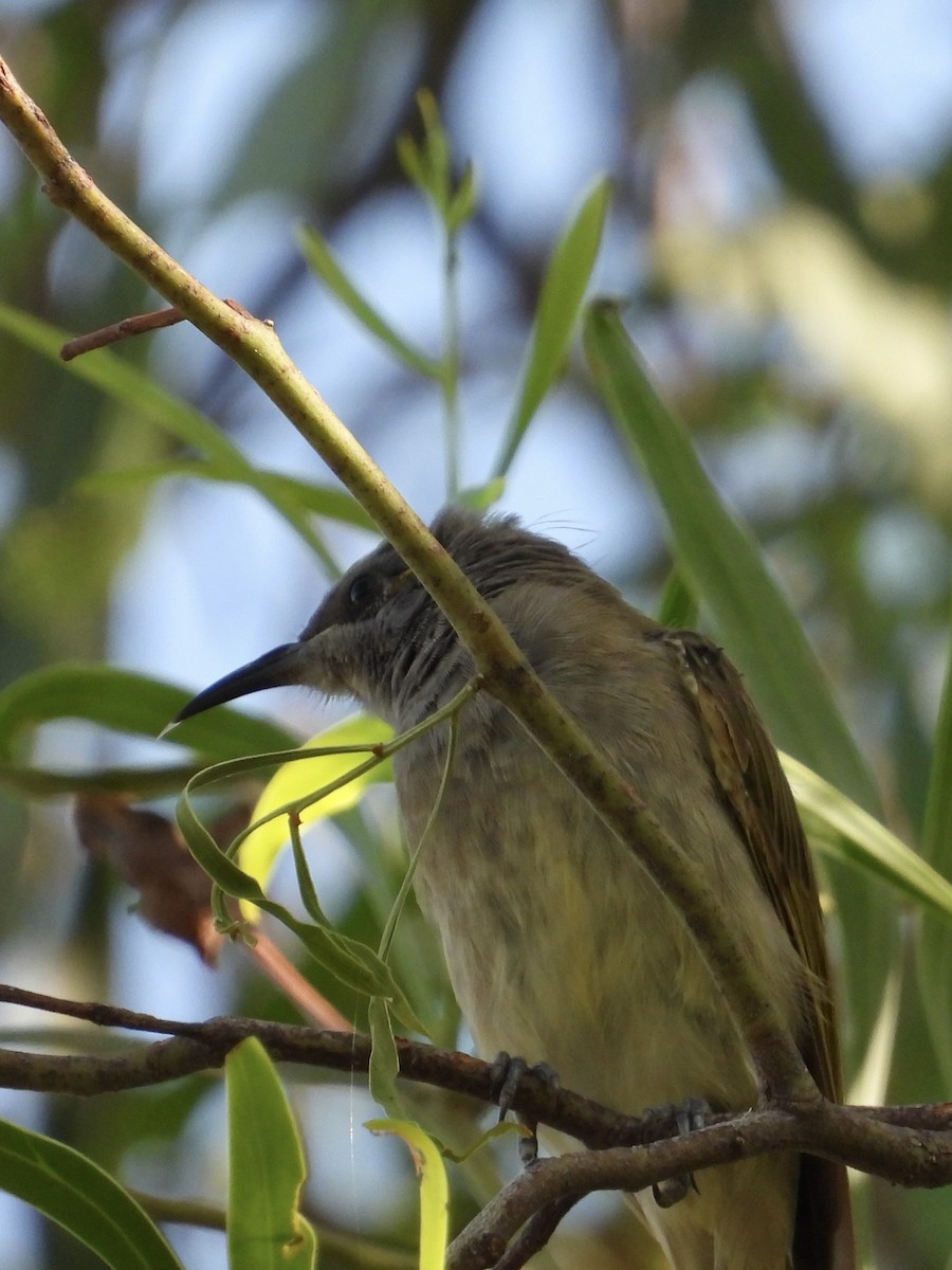 Brown Honeyeater - ML612860701