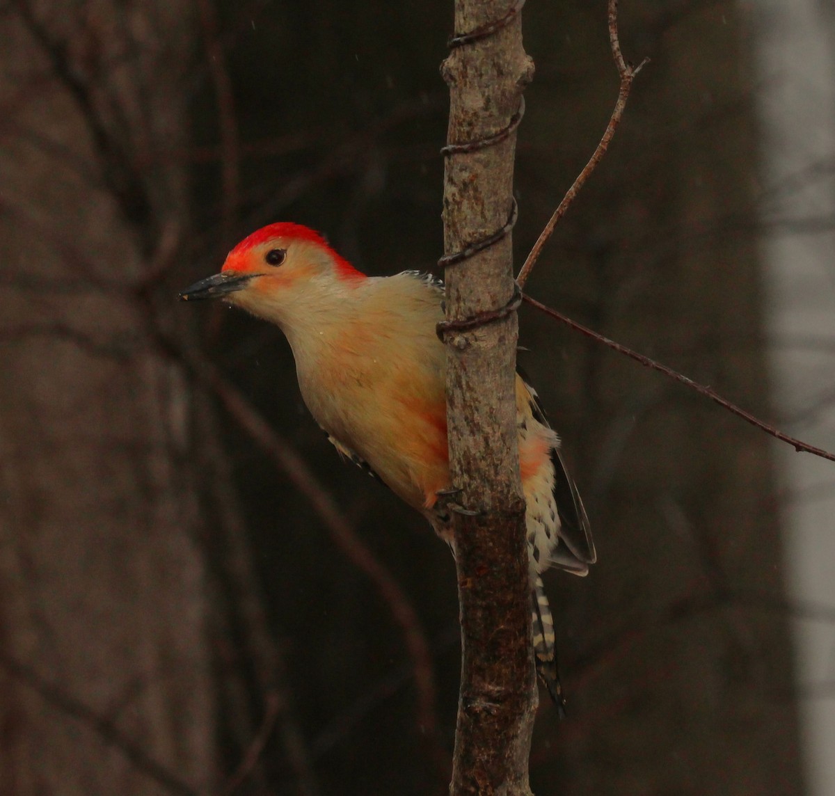 Red-bellied Woodpecker - ML612860724