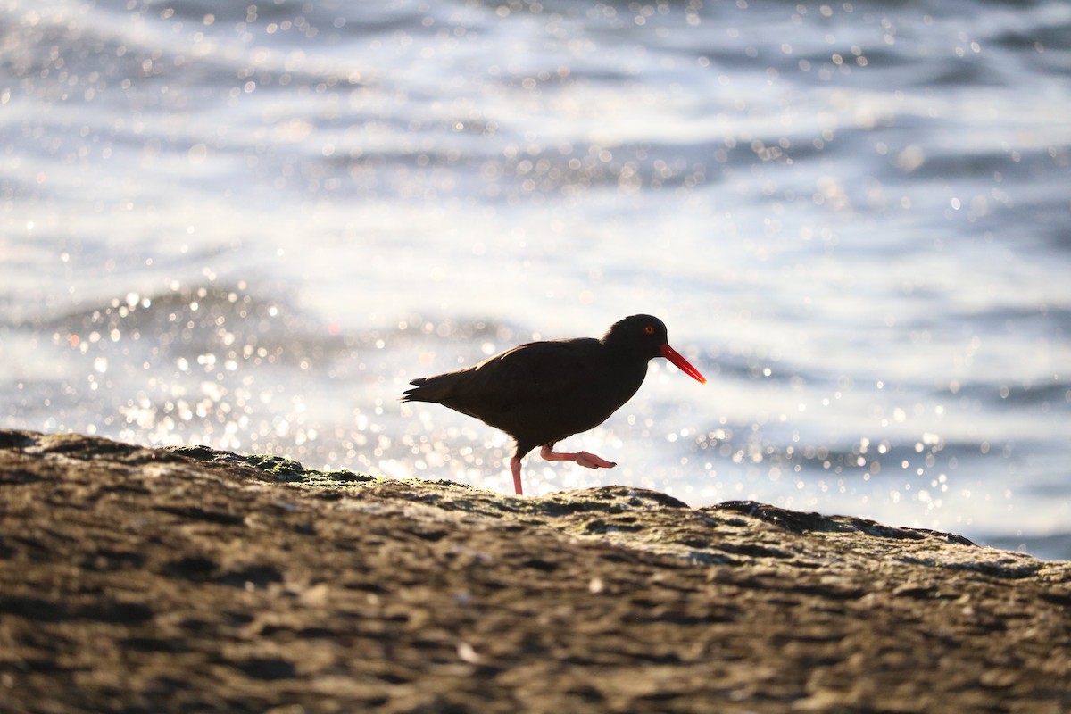 Black Oystercatcher - ML612860757