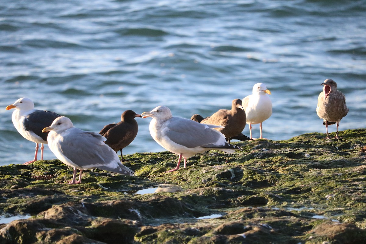 Glaucous-winged Gull - ML612860804