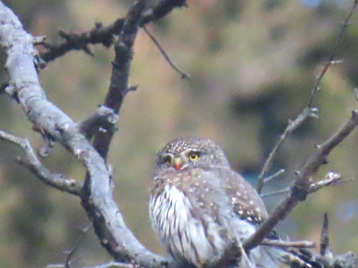 Northern Pygmy-Owl - Alicia Soine