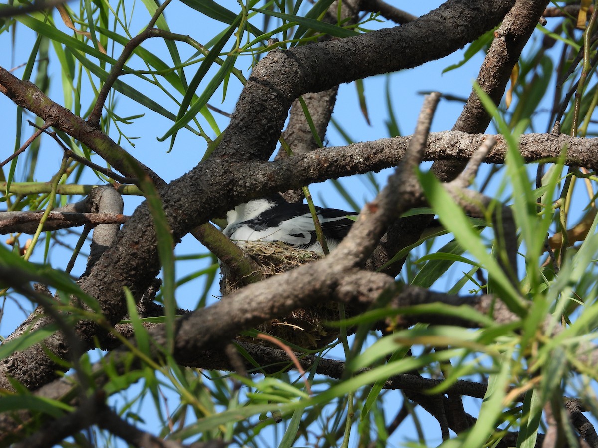 White-winged Triller - ML612860874