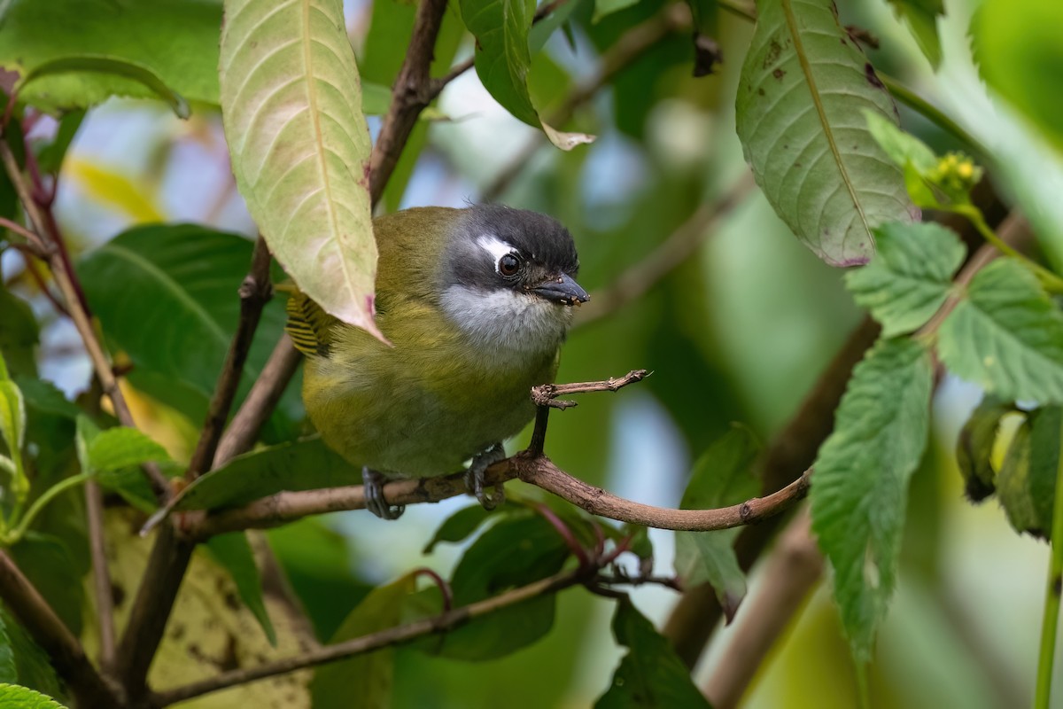 Common Chlorospingus - ML612860895