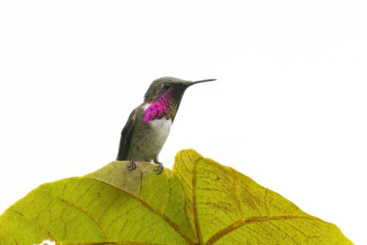 Wine-throated Hummingbird - ML612860906