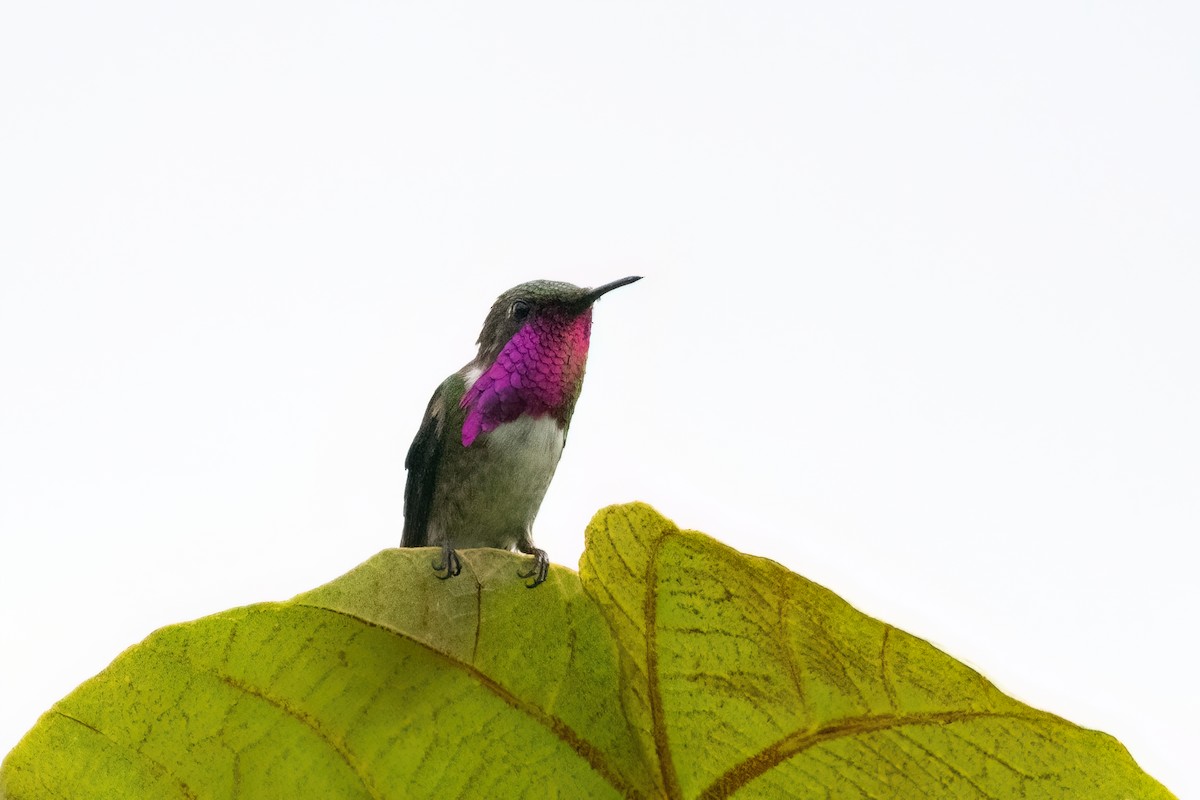 Wine-throated Hummingbird - Adam Jackson