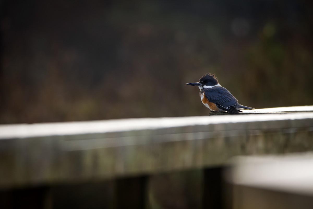 Belted Kingfisher - ML612860937