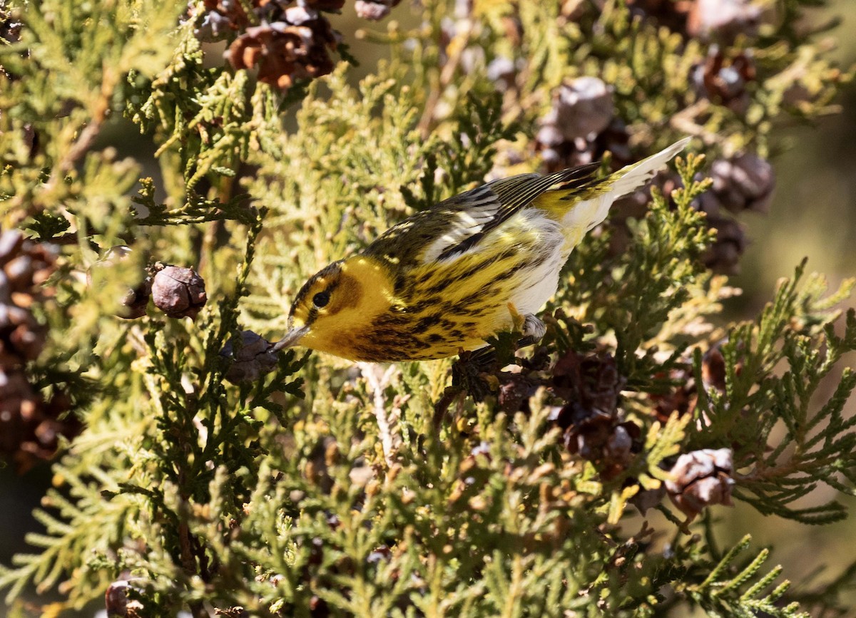 Cape May Warbler - Andy Moore