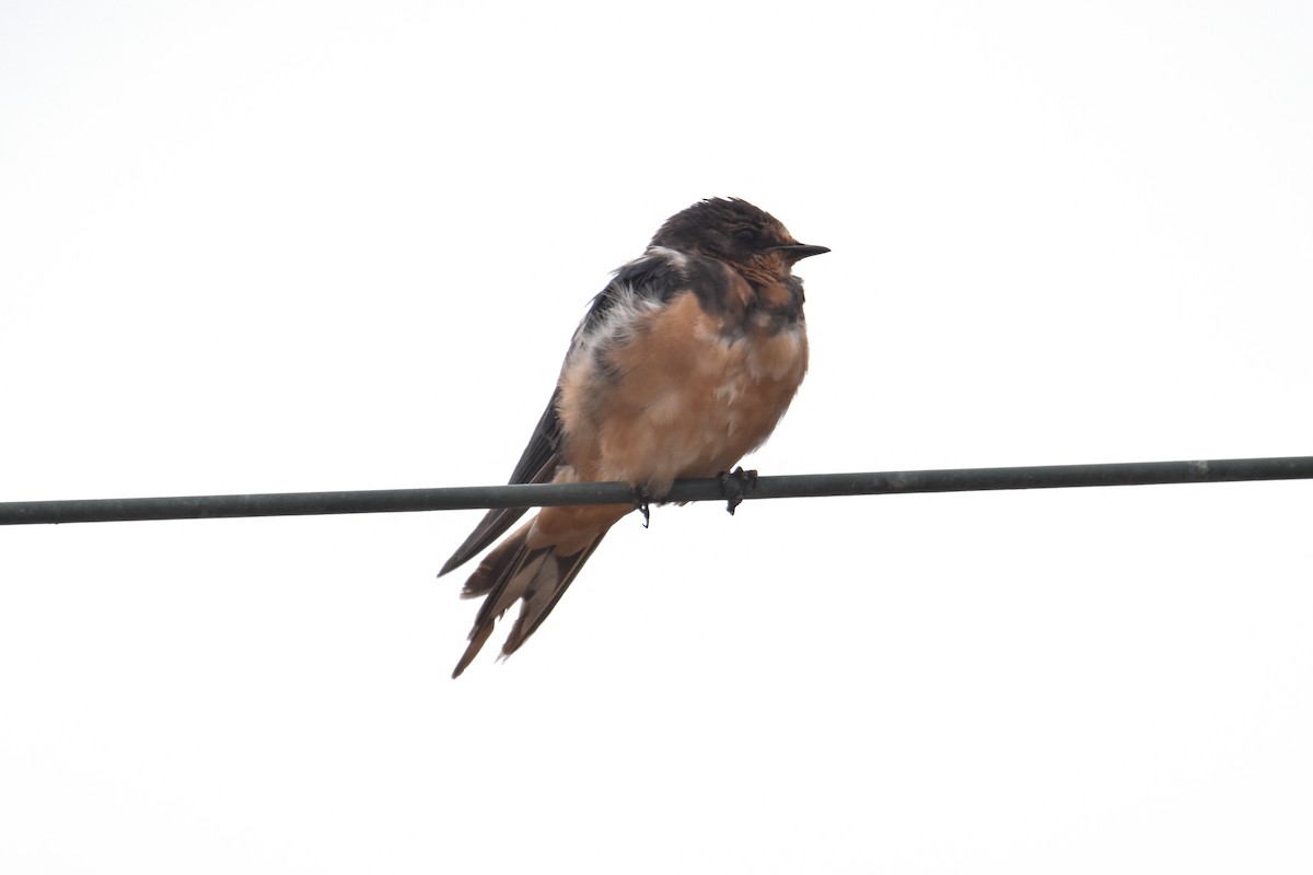 Barn Swallow - Víctor Hugo Sarabia Sánchez