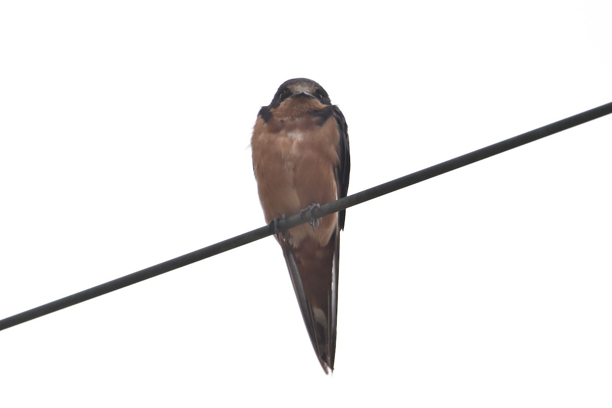 Barn Swallow - ML612861095