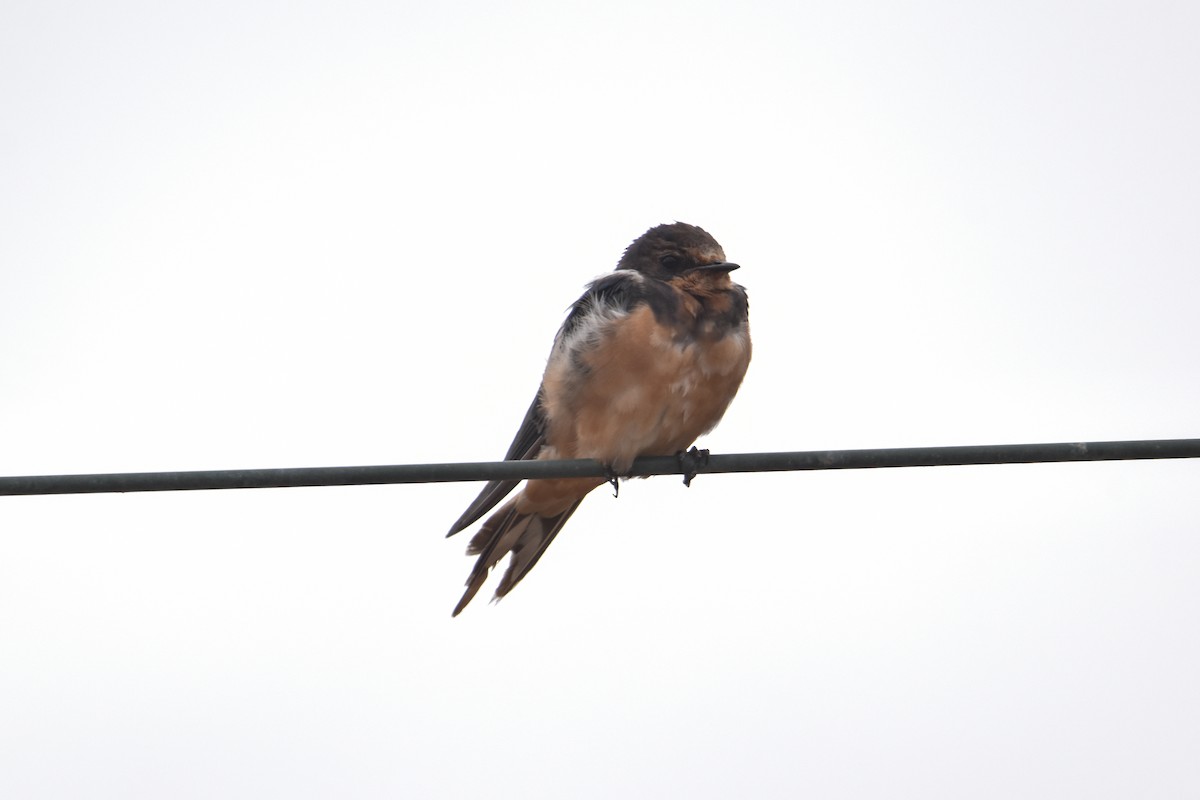 Barn Swallow - Víctor Hugo Sarabia Sánchez