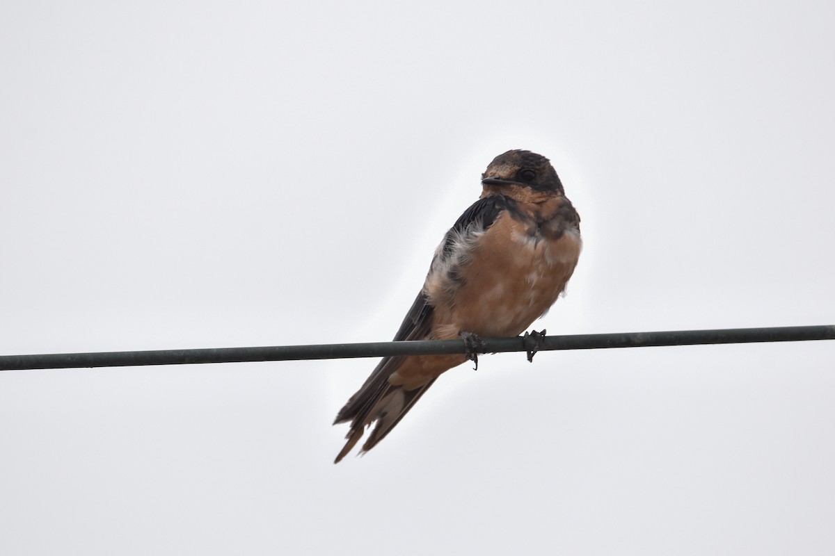 Barn Swallow - ML612861100