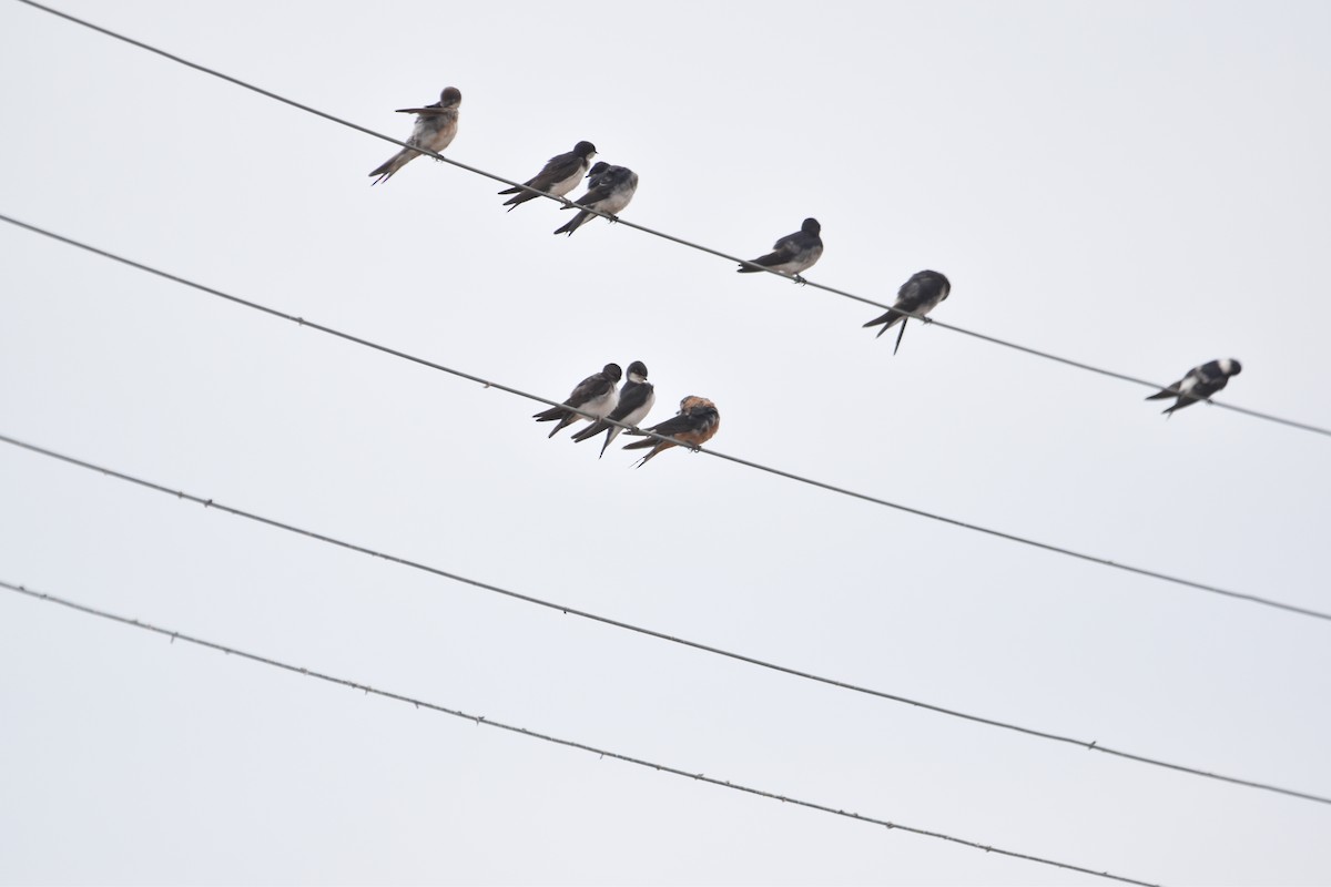 Barn Swallow - ML612861117