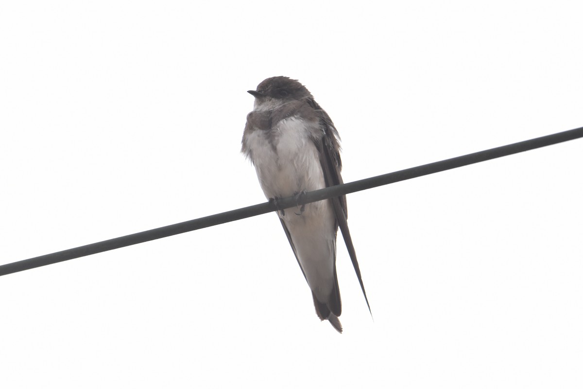 Bank Swallow - ML612861154