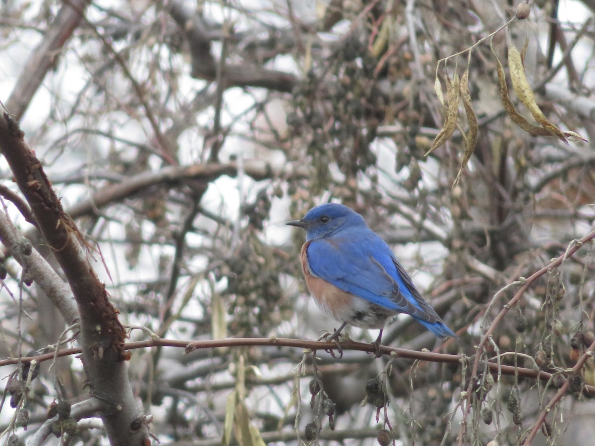 Western Bluebird - ML612861179