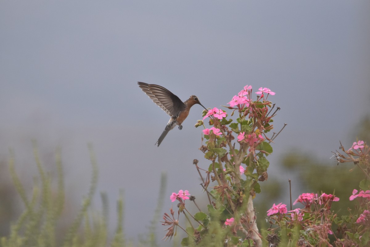 Colibrí Gigante - ML612861237