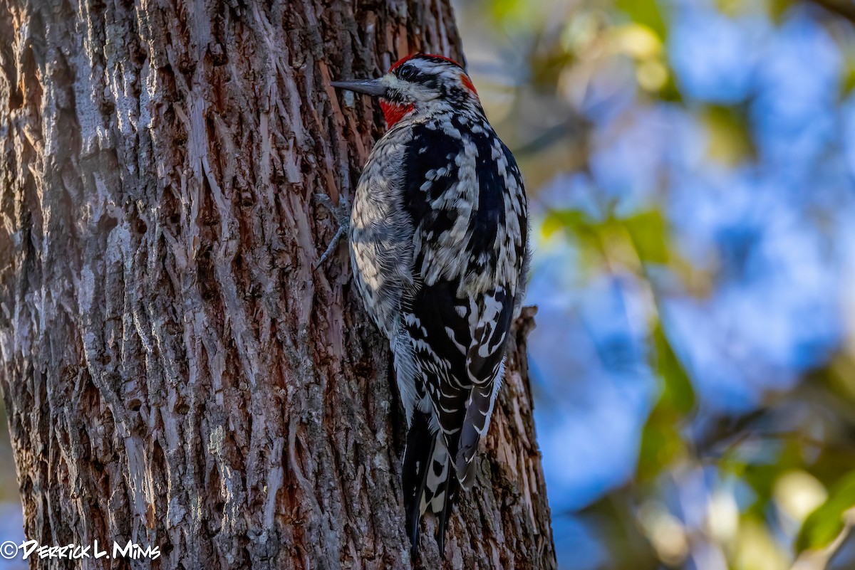 Red-naped Sapsucker - ML612861266