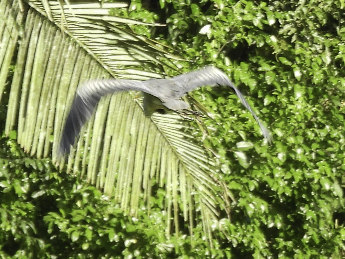 Great Blue Heron - ML612861293