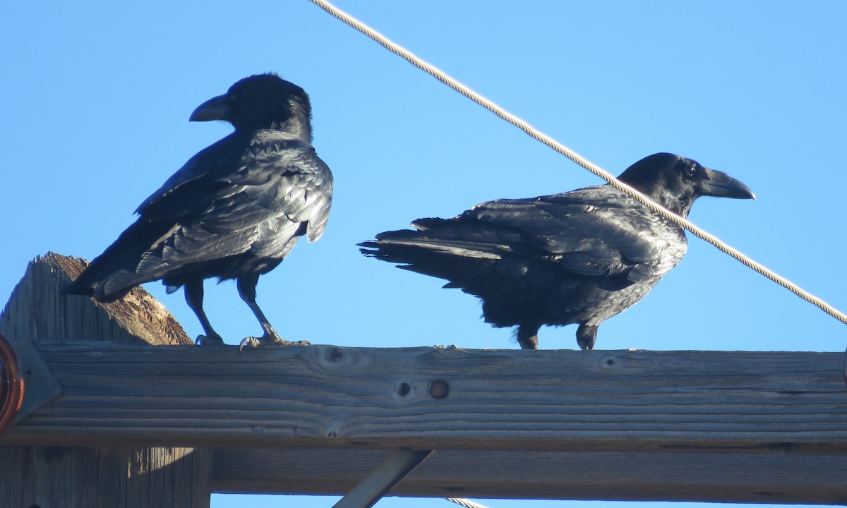 Common Raven - Brad Banner