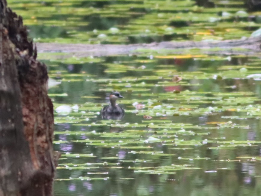 Madagascar Grebe - ML612861369