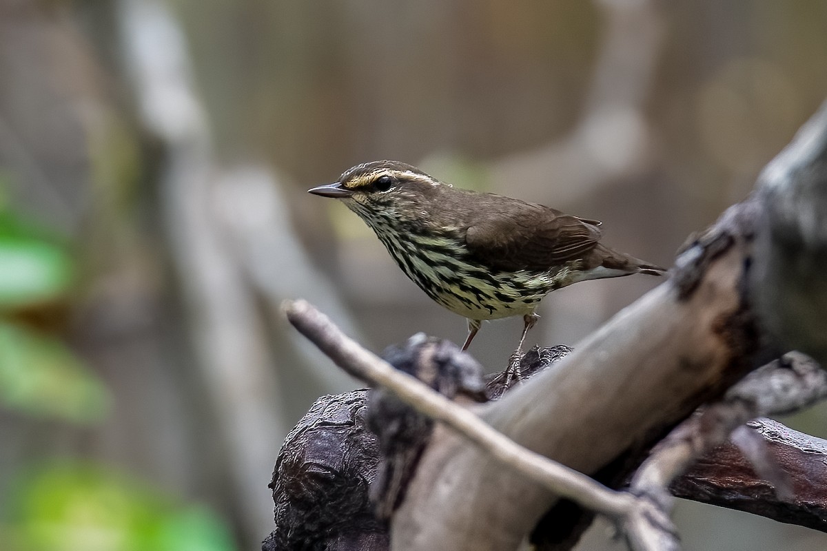 Northern Waterthrush - ML612861436