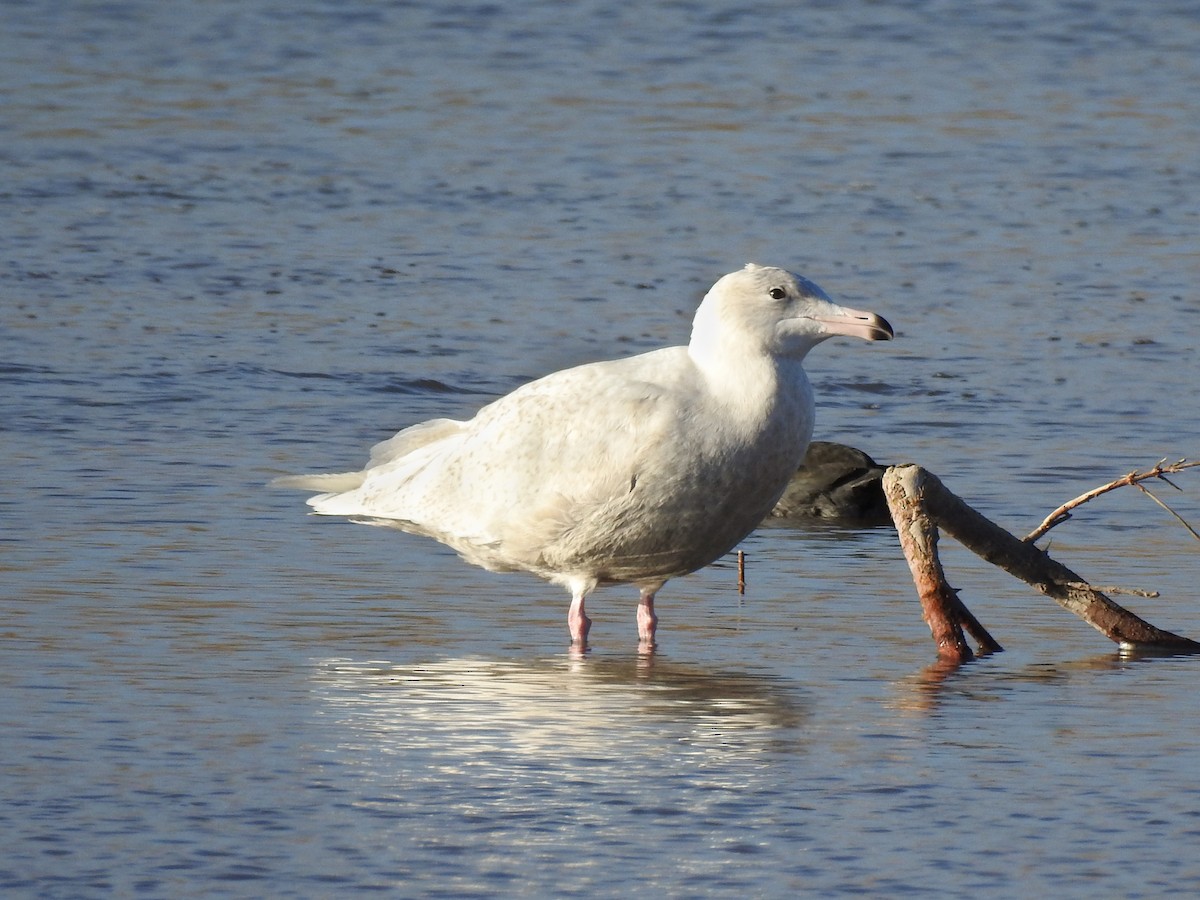 Glaucous Gull - Angel Poe