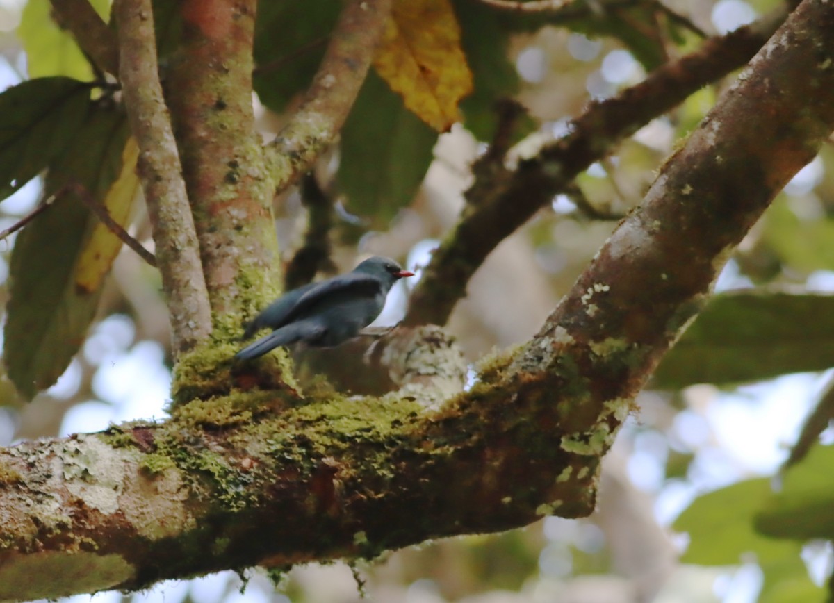 Nuthatch-Vanga - ML612861523