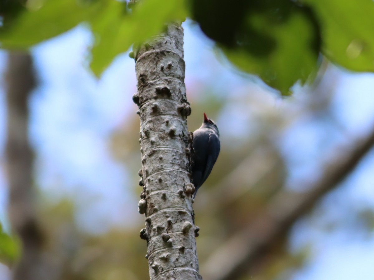 Nuthatch-Vanga - ML612861524