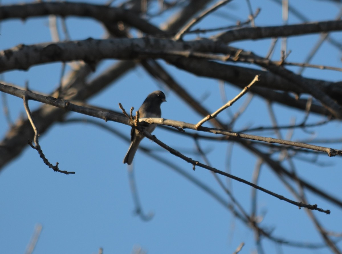 Dark-eyed Junco (Slate-colored) - ML612861579