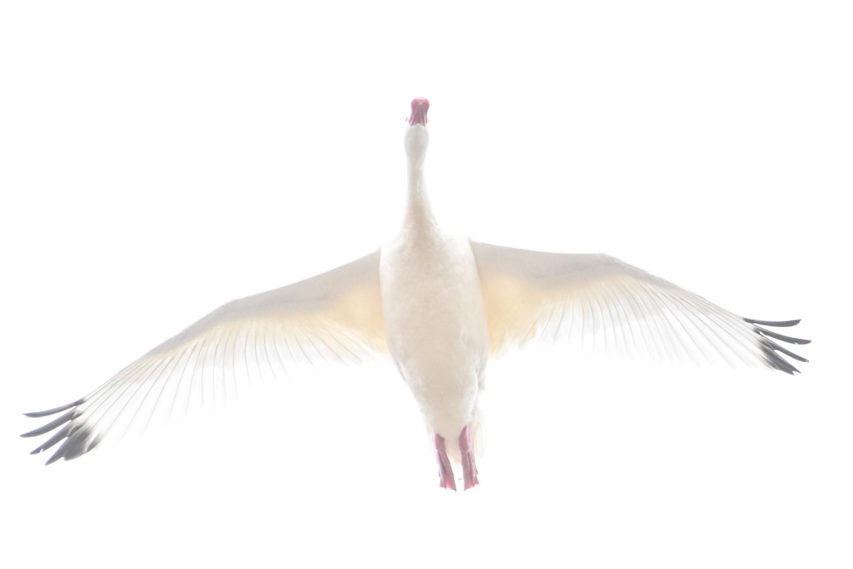 Coscoroba Swan - ML612861671