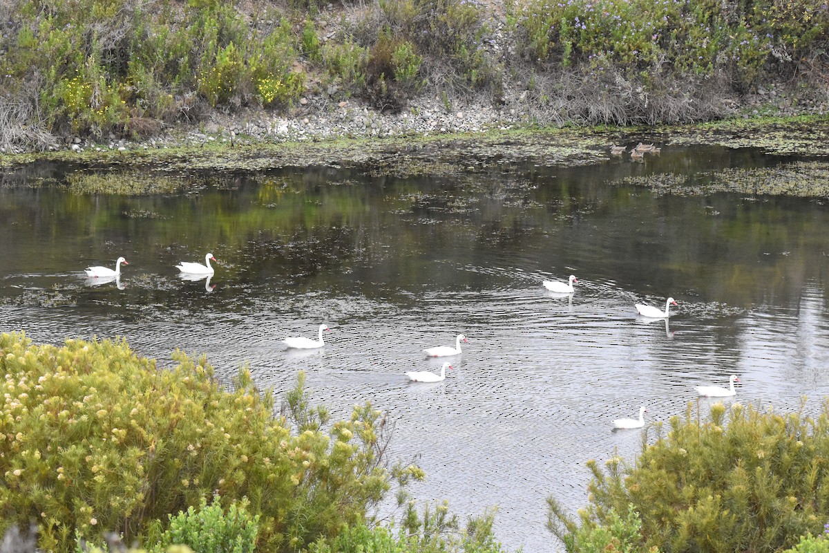 Coscoroba Swan - ML612861673