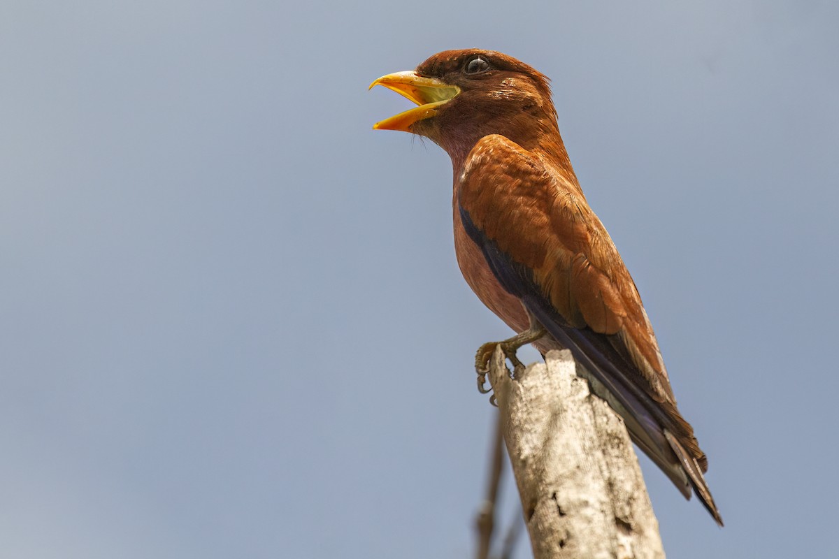 Broad-billed Roller - ML612861716