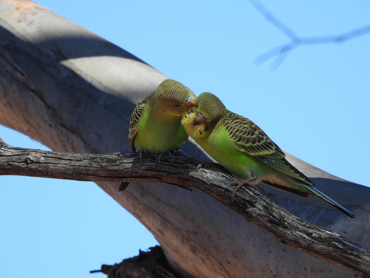 Budgerigar - ML612861739