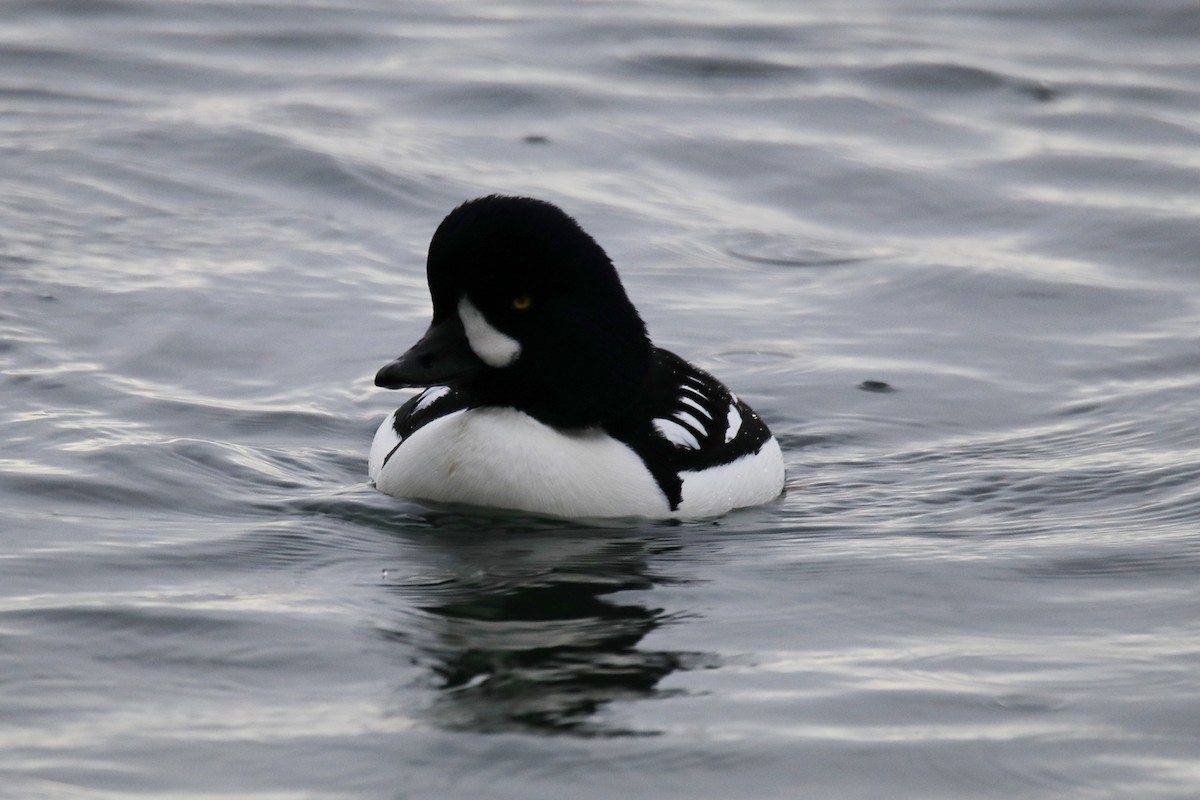 Barrow's Goldeneye - ML612861774