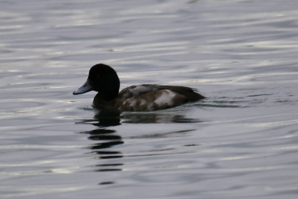 Greater/Lesser Scaup - ML612861792