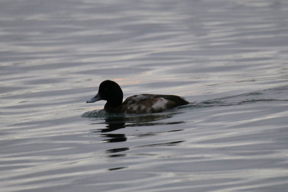 Greater/Lesser Scaup - ML612861793