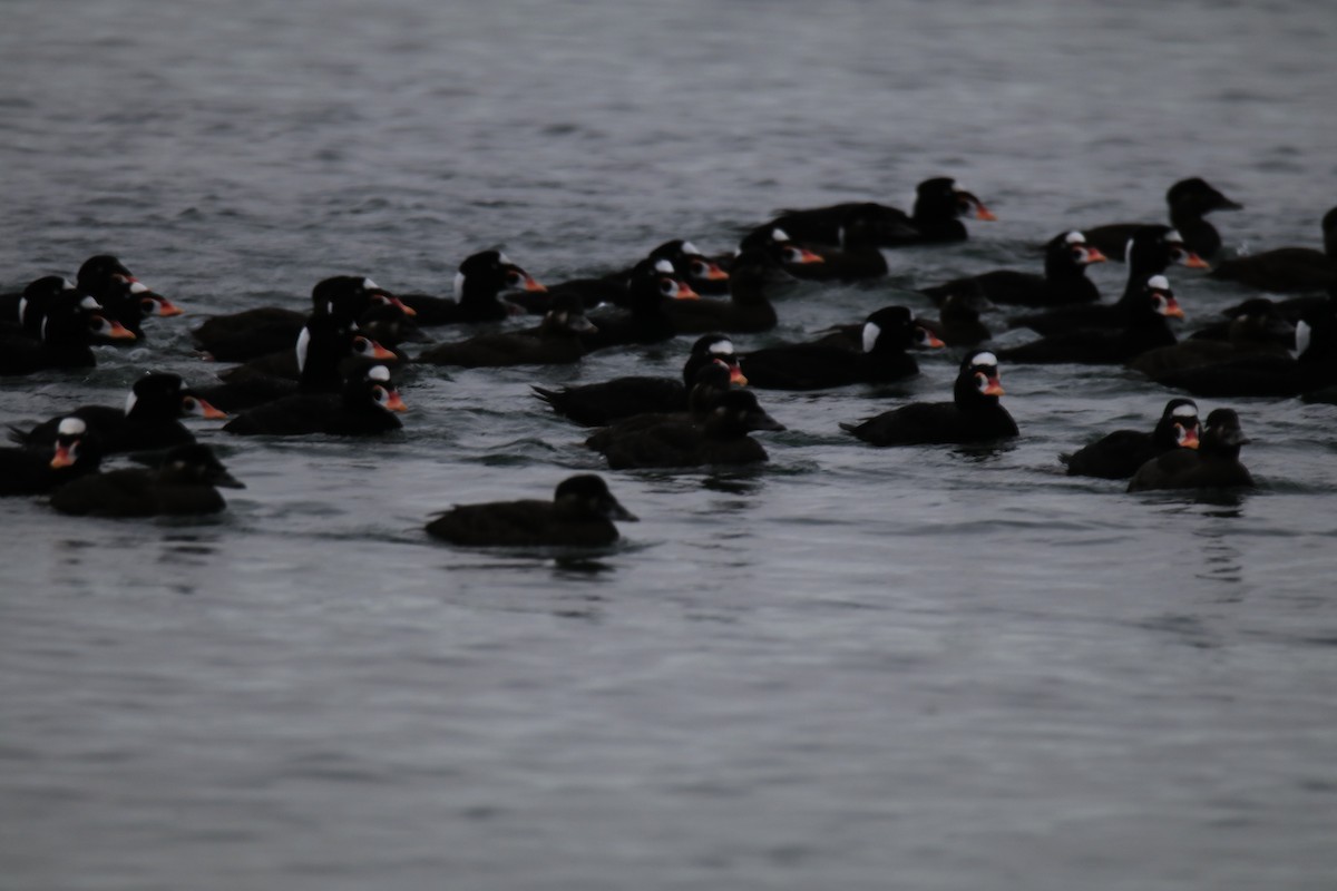 Surf Scoter - Mario Farr