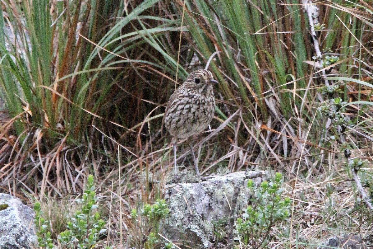 Stripe-headed Antpitta - Oscar  Diaz