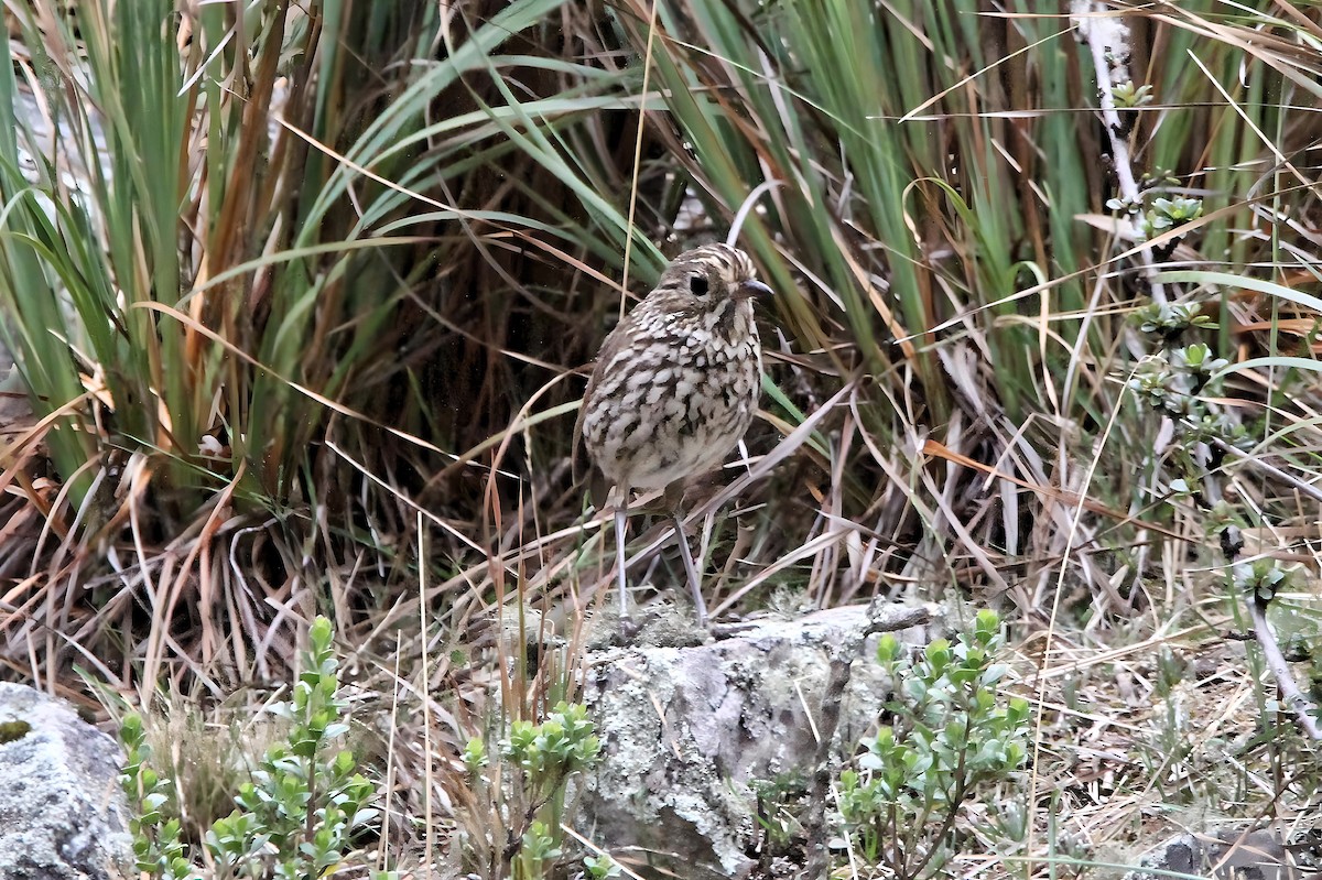 Stripe-headed Antpitta - Oscar  Diaz