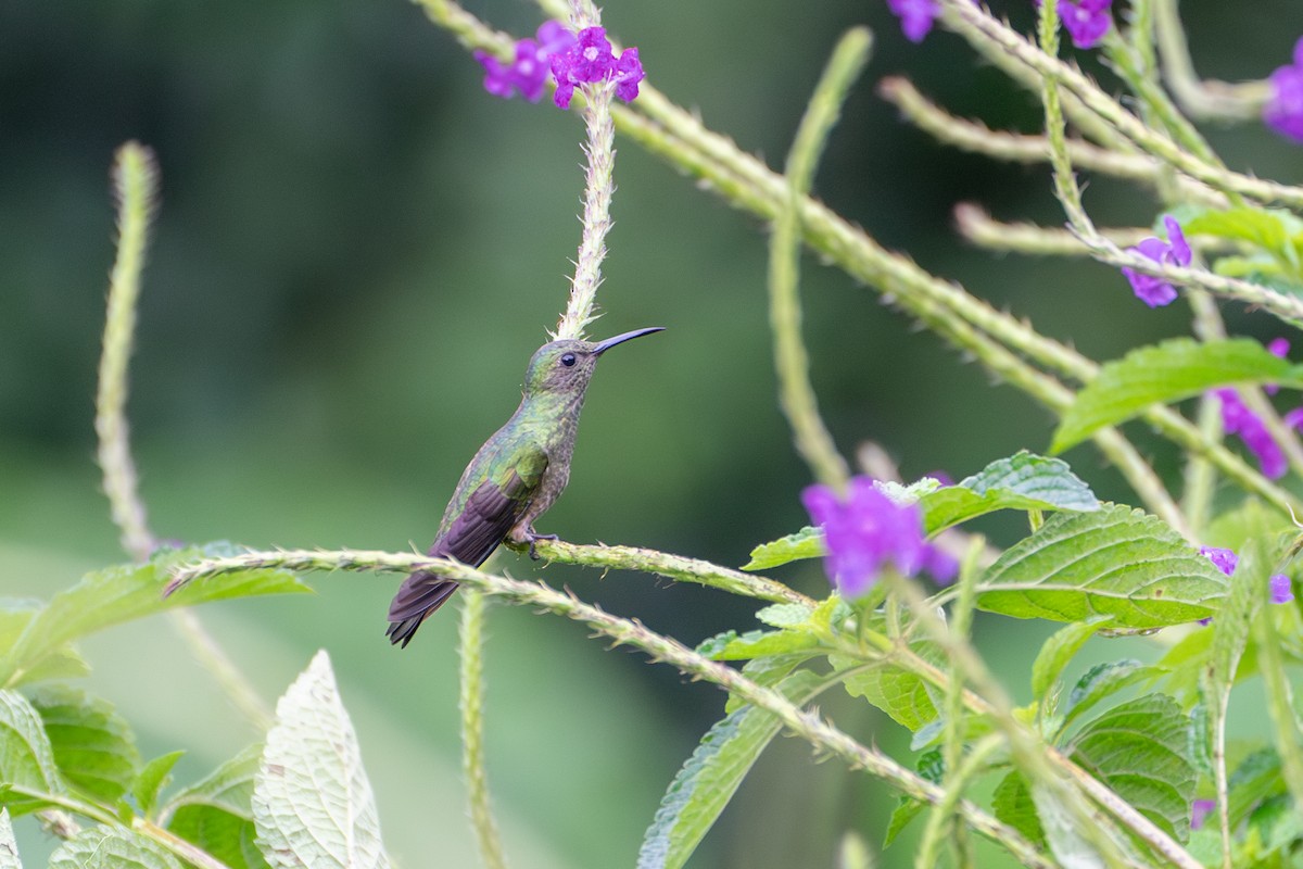 Scaly-breasted Hummingbird - Alex Merritt