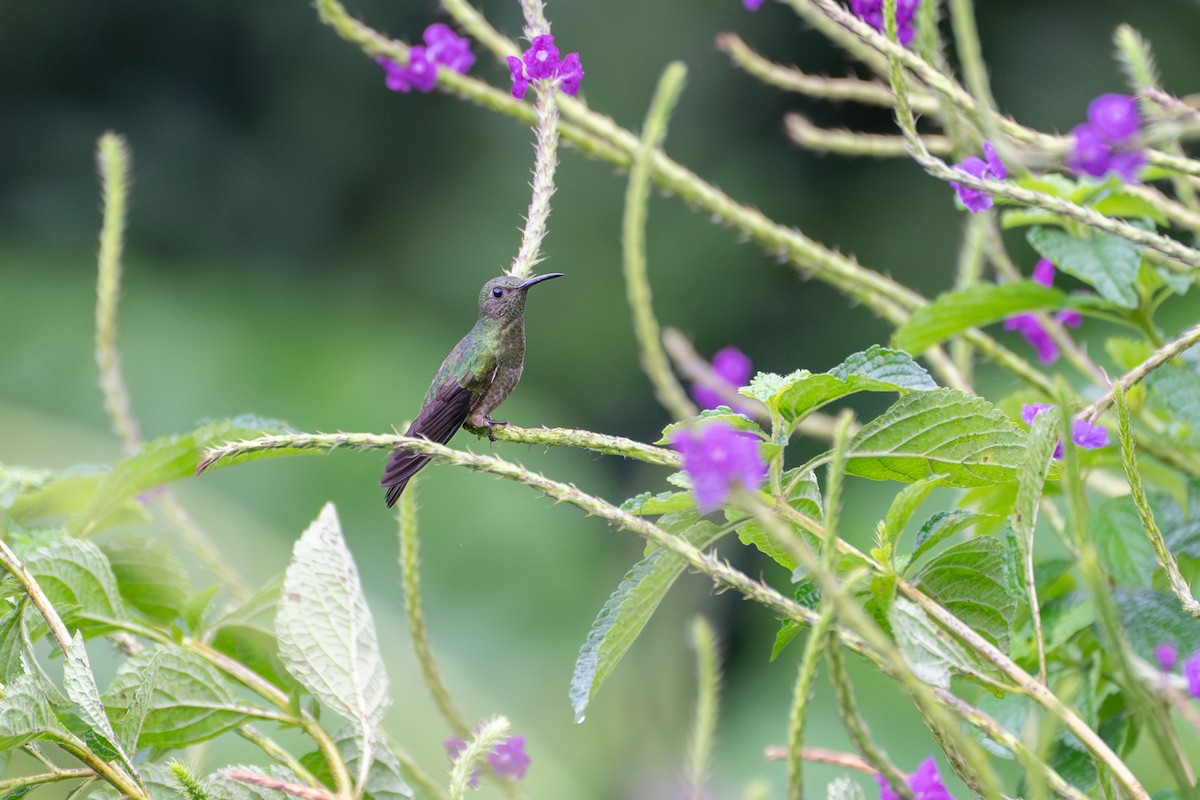 Scaly-breasted Hummingbird - ML612861896