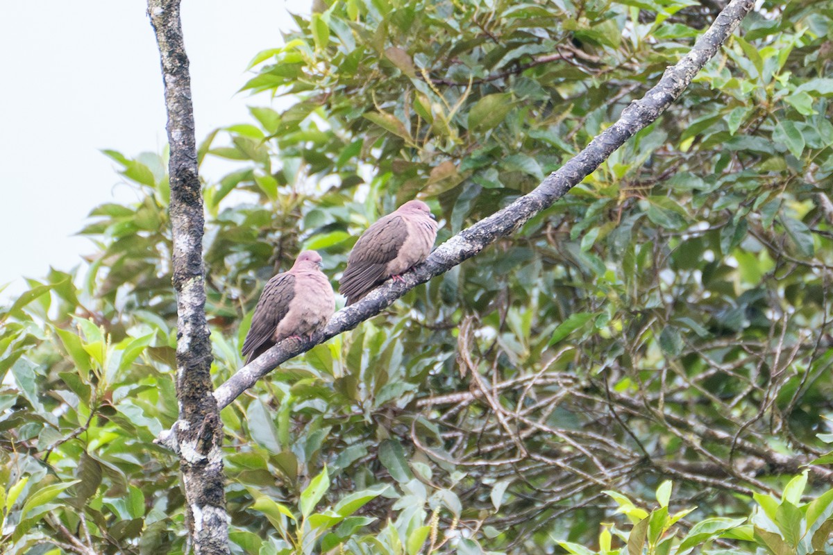 Short-billed Pigeon - ML612861902