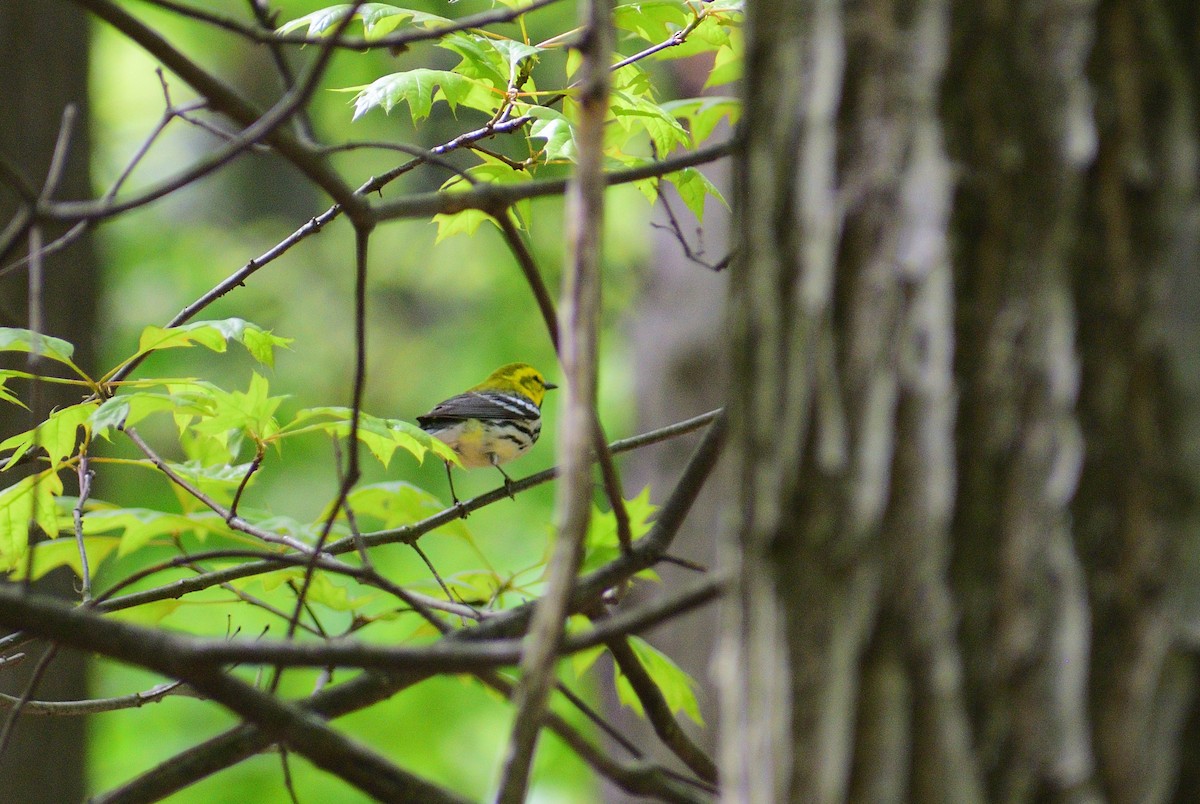 Black-throated Green Warbler - Matt Hall