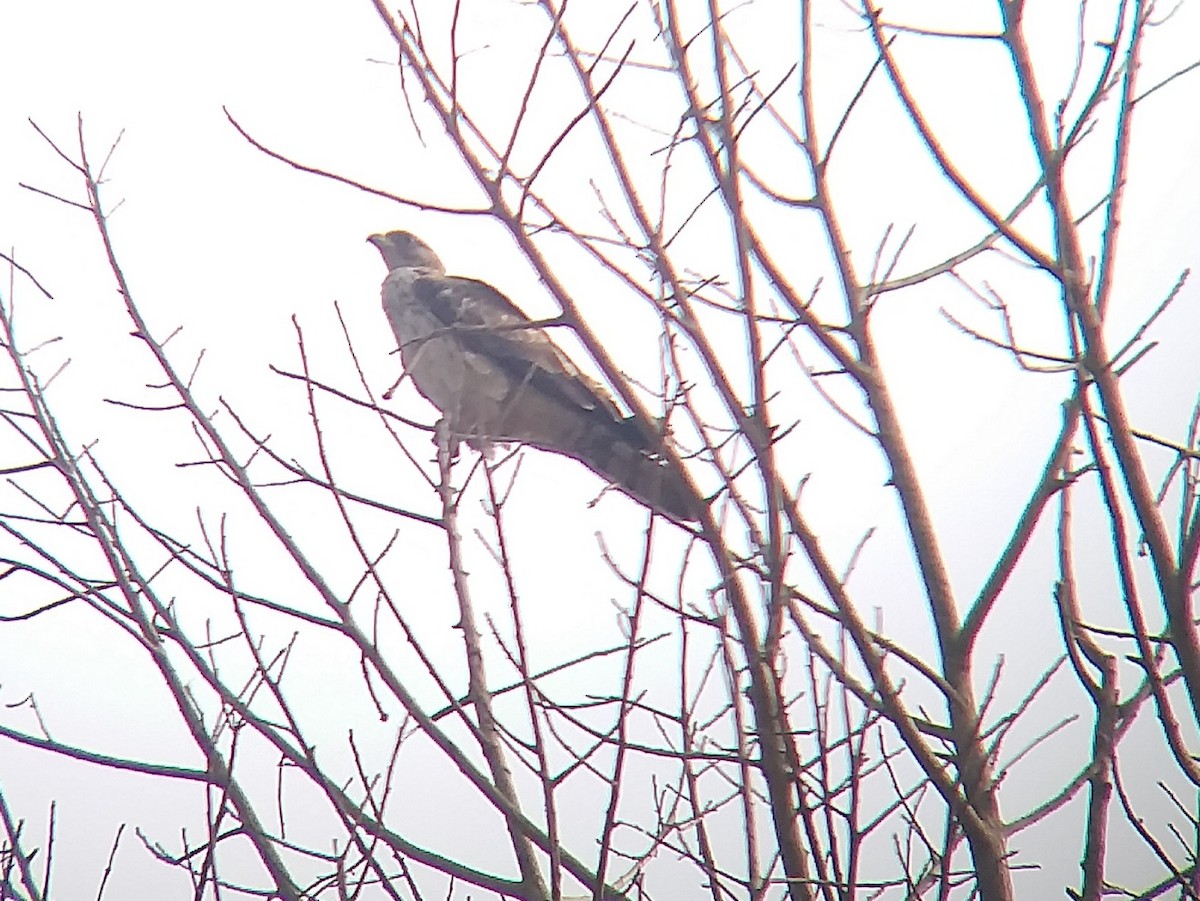 Black Kite - Sooraj  Sekhar