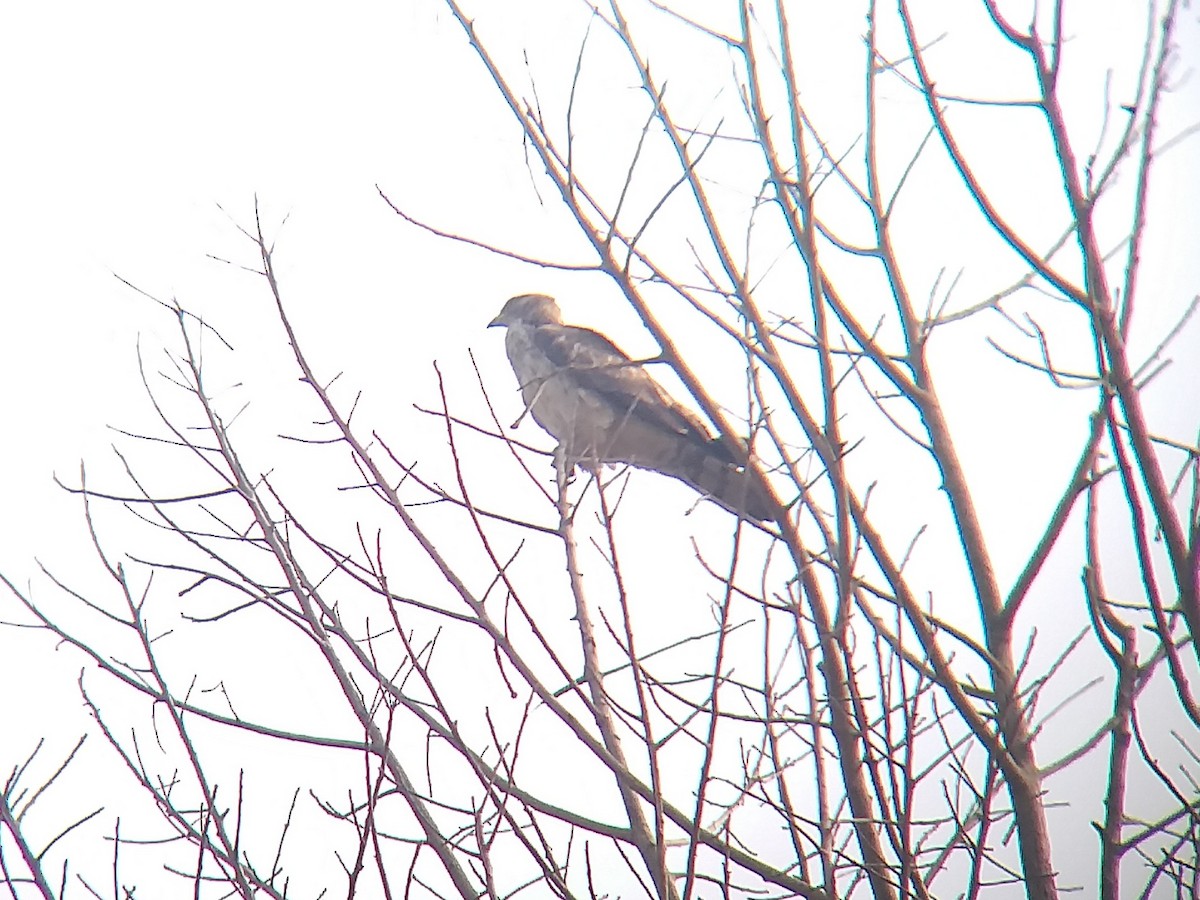 Black Kite - Sooraj  Sekhar